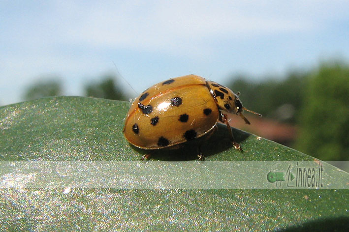 Harmonia quadripunctata con 6 punti: no, Adalia decempunctata